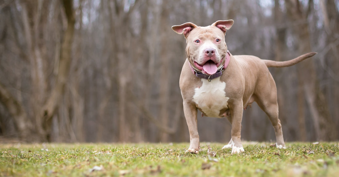 Know your breed - No dog is "for everyone"