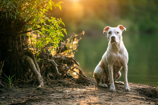 A brief history of "Pit Bulls"