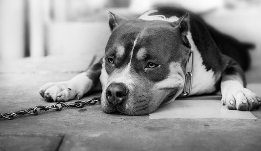 Modern "Pit Bull" Dogfighting
