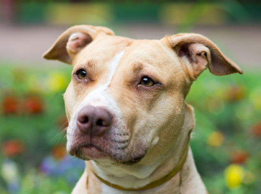 What is a "Pit Bull"?