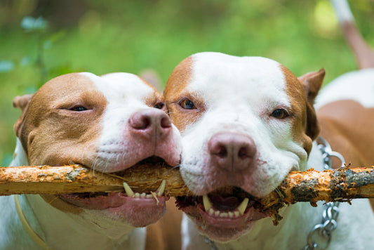 No, "Pit Bulls" do not have "locking jaws"