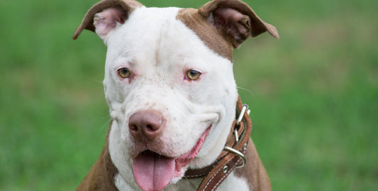 The TRUTH about "Pit Bulls"