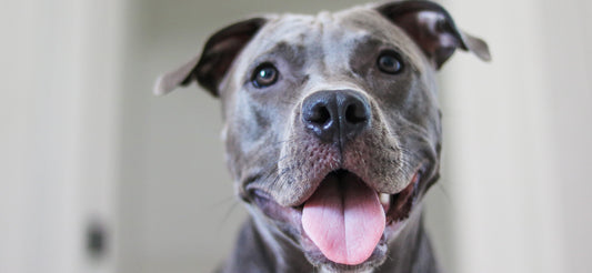 Most Pit Bull Statistics are Misrepresented